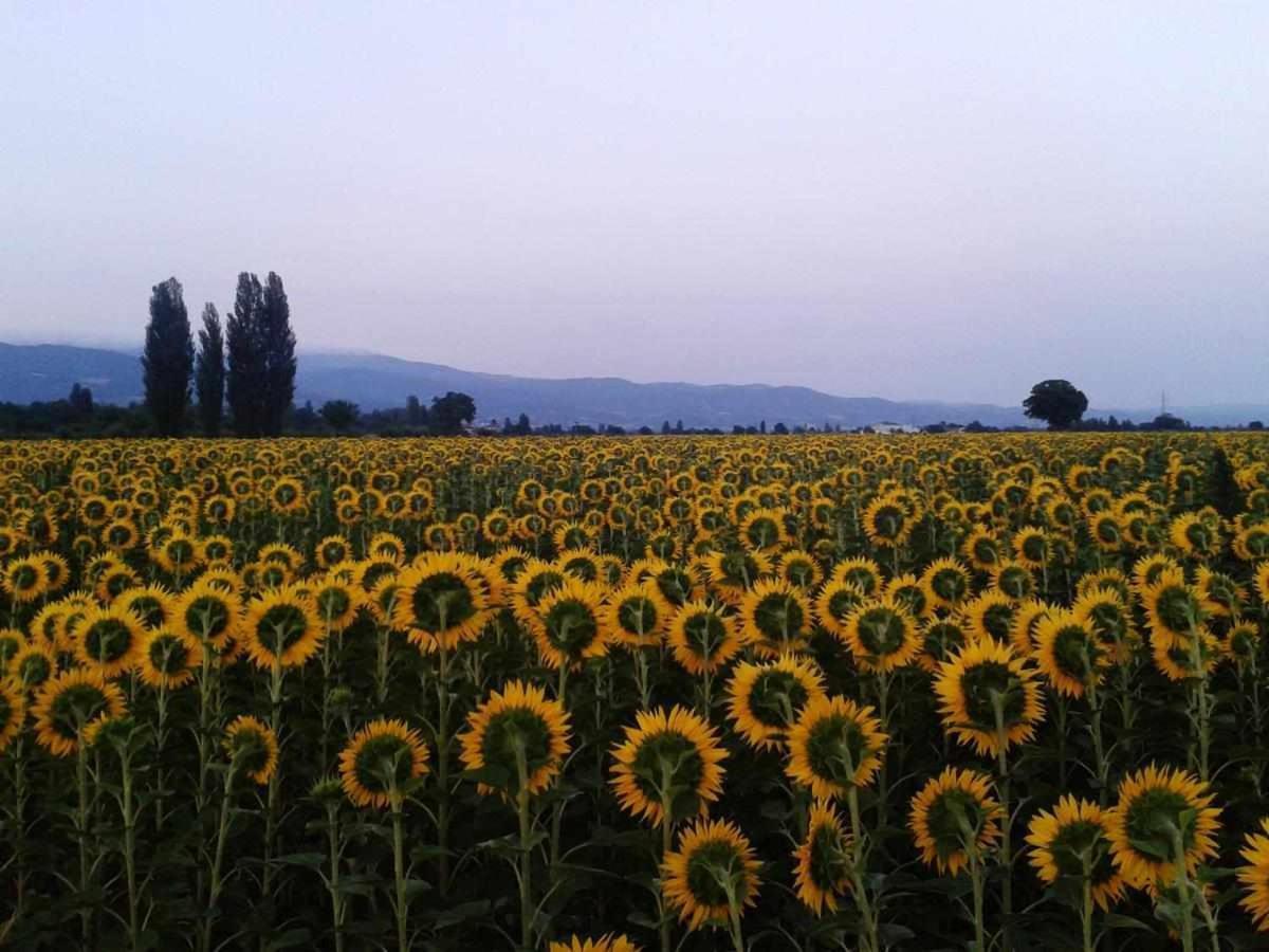 Appartamenti Con Cucina Nelle Colline Toscane Ангьяри Экстерьер фото