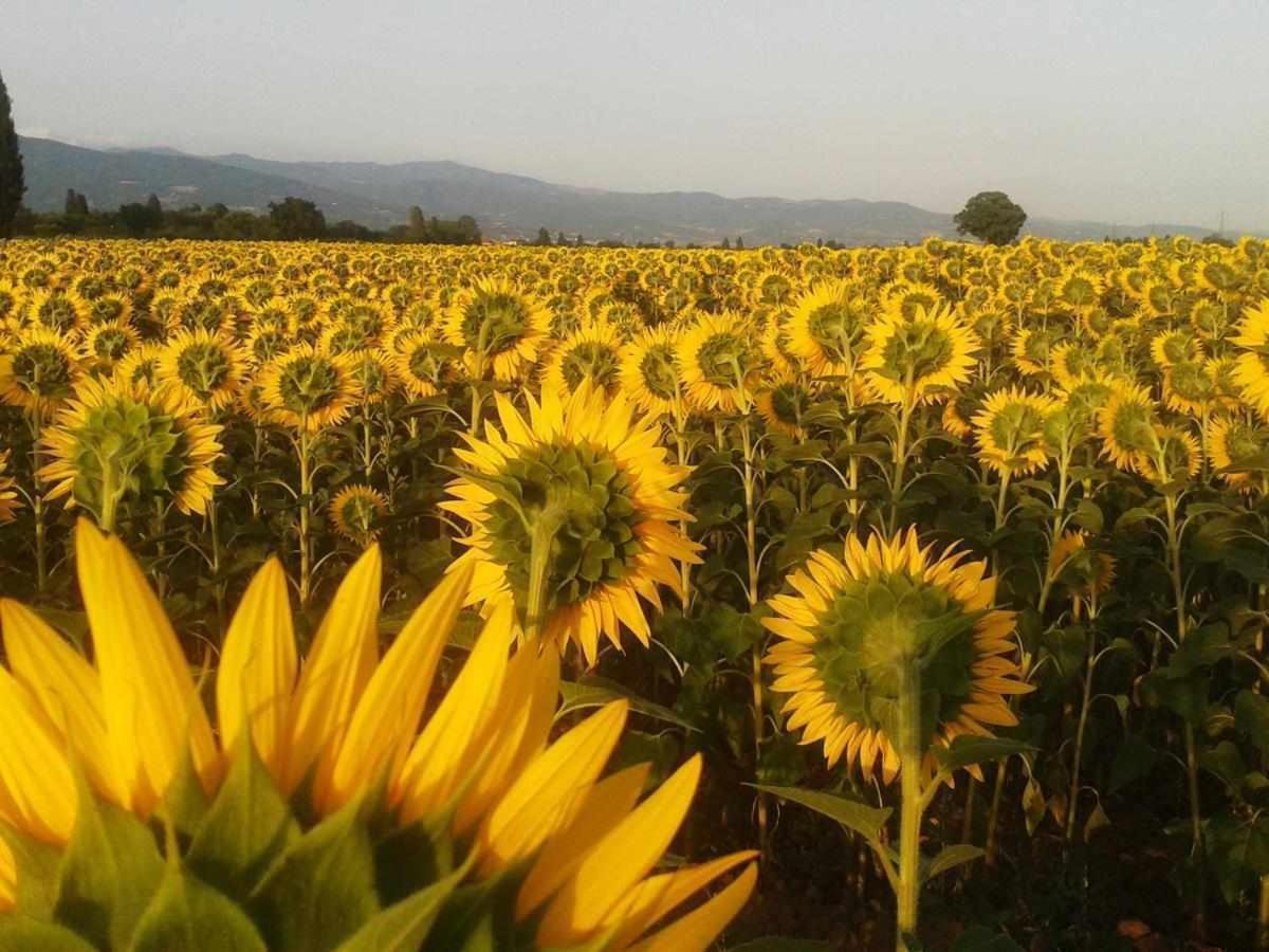 Appartamenti Con Cucina Nelle Colline Toscane Ангьяри Экстерьер фото